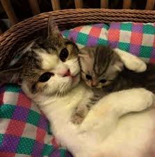 Cats And Kittens Townsville Cats And Kittens For Sale East Sussex Kittens Cutest Baby Cats Cute Baby Animals