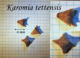 Image result for Karomia tettensis
