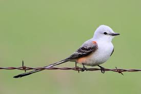 Image result for state bird and flower oklahoma
