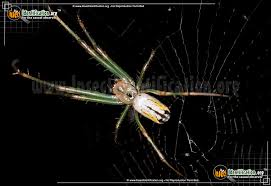 Check spelling or type a new query. Venusta Orchard Spider Leucauge Venusta