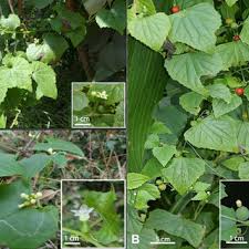 Image result for Zehneria tridactyla