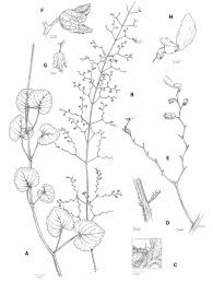 Image result for Coleus kapatensis