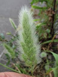 Image result for Digitaria monodactyla