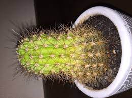 If your cactus is turning yellow at the top(chlorotic tissue), it could be a number of different things. Why Is This Cactus Plant Turning Yellow At The Base Gardening Landscaping Stack Exchange