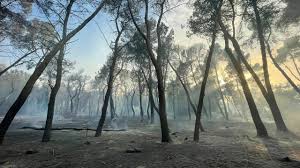 Located in the southern part of the city of pescara, this nature reserve is known by various names such as pineta dannunziana, pineta d'avalos, and parco d'avalos. 7zzi8lbiuhrucm