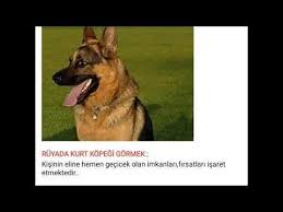 Ruyada Kurt Kopegi Gormek Youtube Youtube Ruya Yorum