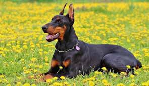 ruyada siyah kopek gormek ne demek ruyada siyah kopek isirmasi tabirleri bilse bilse