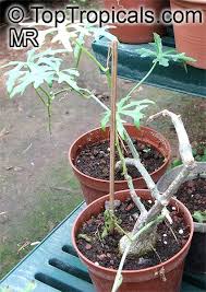 Image result for Cissus crusei