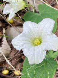 Image result for Tragia shirensis