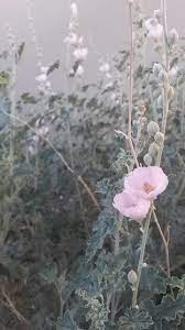 Like many arizona wildflowers, phlox blossoms can vary in color. 6 Flowering Landscape Plants For Arizona Winter