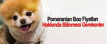 Pomeranian Boo Fiyatlari Hakkinda Bilinmesi Gerekenler