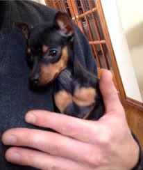 Look at pictures of chihuahua puppies who need a home. Love The Black And Tan But I Love My Baby Red Min Pin Min Pin Puppies Miniature Pinscher Dog Doberman Pinscher Puppy