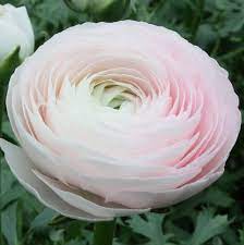 Allium Ampeloprasum Planting Bulbs Easy To Grow Bulbs Ranunculus Flowers