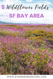 Head to crystal bay farm for sweet strawberries ($5/lb.) in the spring and raspberries in june or july ($7/lb.). 5 Wildflower And Flower Fields In The Bay Area A Charming Escape