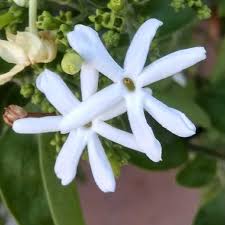 Image result for Jasminum fluminense