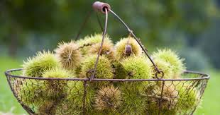 Image result for antraknóza ořešáku