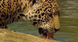 Everything In The Amazon Rainforest Wants To Kill You Animals Wild Roaring Cats Shrek Cat