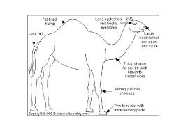 Try running some water over an old toothbrush, shake it out until it's just damp, and comb your eyebrows into shape. Camels There Are Two Different Types Of Camel