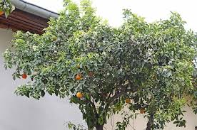 Image result for Citrus × aurantium