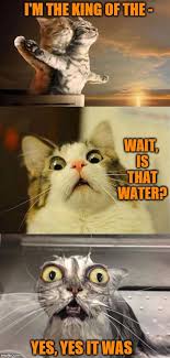 Cats Of The Titanic Titanic Funny Animal Memes Funny Memes Images