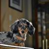 In 2005 we began with one pair of adorable dachshunds, and now our family has grown to 15! 1