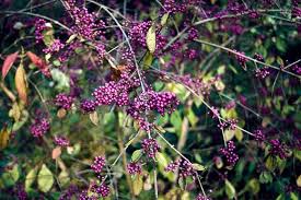 I burst open one of the ripe berries and found it has several little white seeds on the inside. Bring Colour To Your Garden With Berrying Shrubs Rhs Gardening