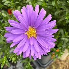 Image result for Aster