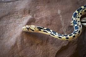 The result of the gene mutation with the same name. Gopher Snake Pet Care Information And Advice For Beginners