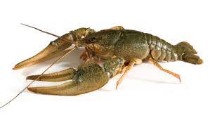 Can Dogs Eat Crawfish What To Know About Dogs And Crawfish