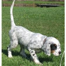 Black And White English Setter Puppies For Sale English Setter Puppies For Sale Helping You Get The Most From Your Hunting Dogs Setter Puppies English Setter Puppies Puppies