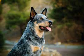Do Australian Cattle Dogs Shed Lots Stop My Dog Shedding