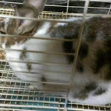 Maybe you would like to learn more about one of these? Petco Northeast Philadelphia Philadelphia Pa