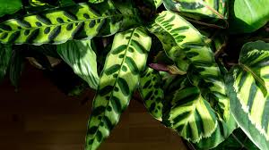 Image result for calathea