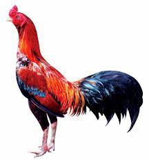 ไก่ชนบางนา ซุ้มไก่ชนบางนา ไก่ชนอุดมสุข ซุ้มไก่ชนอุดมสุข ไก่ชนราม2  ซุ้มไก่ชนราม2 ยาไก่ชน ไก่ชนเฉลิมพระเกียรติร.9 ไก่ชนแบริ่ง ไก่ชนลาซาล  ไก่ชนวัดด่านสำโรง ไก่ชนซอยวัดด่าน ไก่ชนสำโรง ไก่ชนบางพลี ไก่ชนตีเก่งสุดยอด  ไก่ชนประเวศ ไก่ชนหนองบอน ไก่ชนอ่อนนุช ไก่ชนพั