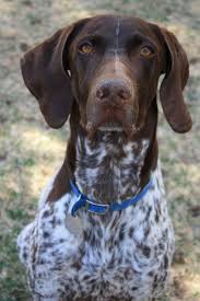 (ngwpr) was developed to put that belief into action. German Shepherd Shorthaired Pointer
