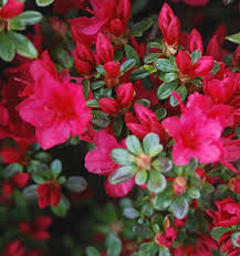 Maybe you would like to learn more about one of these? Portland Nursery Garden Center Resources For All Your Gardening Needs Including Azalea Lace Bug Control