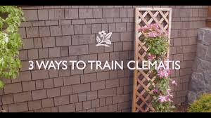 To 1.5 m.) in height. How To Train Clematis Youtube