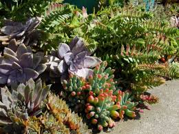 Toutes les plantes grasses (de rocaille, de jardinière, de pleine terre) que vous allez découvrir sur cette page sont en double. Arrosage Des Cactus Et Des Succulentes Frequence Quelle Eau