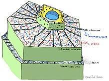 The middle lamella, the the first type of cell wall is made of pseudopeptidoglycan, the second type is composed of polysaccharides, the third type is made of glycoprotein, and the fourth type is comprised of proteins. Secondary Cell Wall Wikipedia