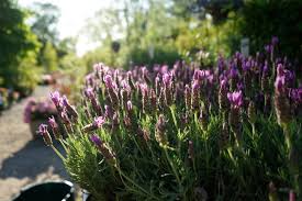 Das motto lautet garten anlegen. Die Eigene Grune Oase Kosten Einer Gartengestaltung