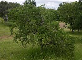 Image result for Commiphora africana