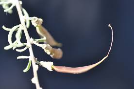 Image result for Rhigozum brevispinosum