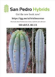 Pin By My Lifestyle Memoir On Cacti Cactus Succulent Terrarium Cactus Plants