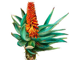 Image result for Loxodera