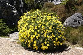 Image result for Euryops