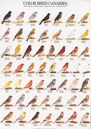 Ladygouldianfinch Com Img Shop Shopping P Canarycolor1 Jpg Canarios Passaros Exoticos Passaros Brasileiros