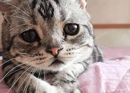 Cara Mengatasi Hidung Kucing Anda Tersumbat