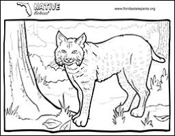 The florida fish & wildlife conservation commission has an animal identification coloring book called all about alligators and also a manatee coloring book along with sea turtle and lights word sheet. Kid Zone Florida Department Of Environmental Protection