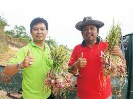 Jika kita bia menyediakan bawang merah di halaman, maka kita tidak erlu terlalu rpt jika stok habis. Cara Menanam Bawang Merah Terbukti Keuntungan Meningkat 600