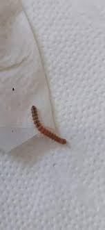 Tagsüber ist es nie zu finden, kommt immer erst im dunkeln heraus und ist sehr schnell. Tausenfussler Raupe In Der Wohnung Ungeziefer Raupenart Tausendfussler